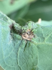 Andricus quercusutriculus