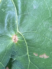 Andricus quercusutriculus