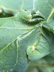 Andricus quercusutriculus