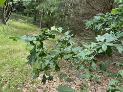 Andricus quercusutriculus