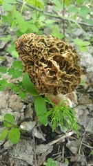 Morchella americana