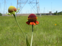Helenium flexuosum