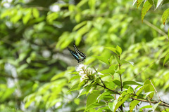 Graphium evemon