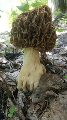 Morchella americana