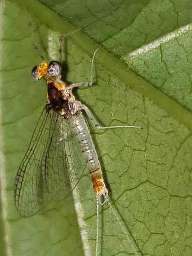 Maccaffertium terminatum placitum