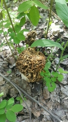 Morchella americana