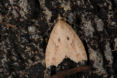 Olulis puncticinctalis