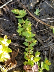 Hypericum anagalloides
