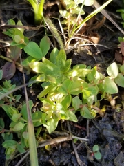 Hypericum anagalloides