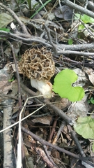 Morchella americana