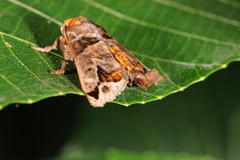 Phlossa conjuncta