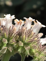 Eriodictyon traskiae smithii