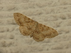 Scopula luridata