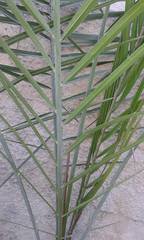 Phoenix dactylifera