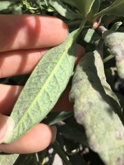 Eriodictyon traskiae smithii