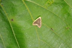 Diduga flavicostata