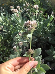 Eriodictyon traskiae smithii