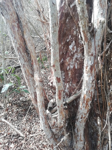 Calycophyllum candidissimum - Whole tree