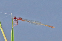 Enallagma dubium