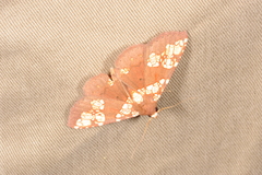 Saroba pustulifera