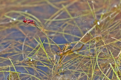 Enallagma dubium