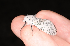 Polyphagozerra coffeae