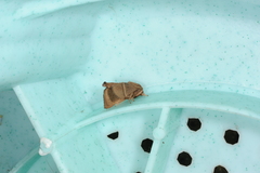 Quasithosea obliquistriga