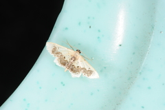 Idaea macrospila