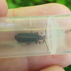 Podabrus brevicollis