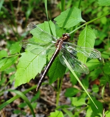 Phanogomphus lividus