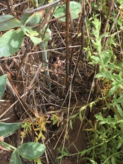 Thermopsis macrophylla