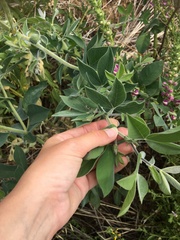 Thermopsis macrophylla