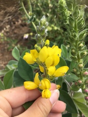 Thermopsis macrophylla