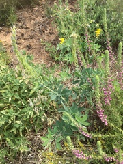 Thermopsis macrophylla