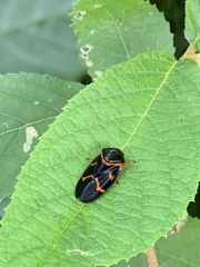 Okiscarta uchidae