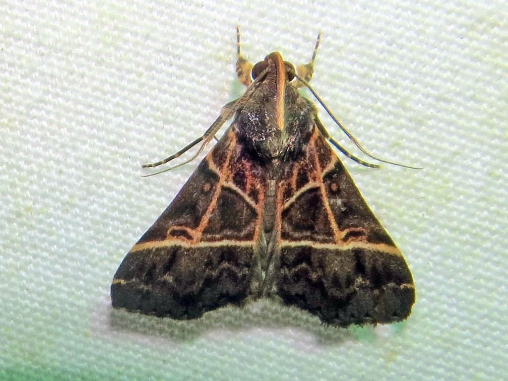 Rejectaria lineata