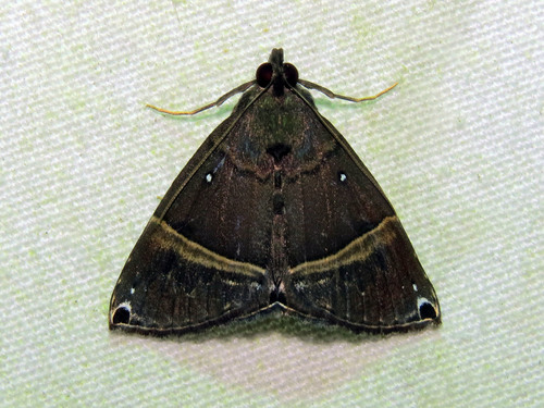 Peliala