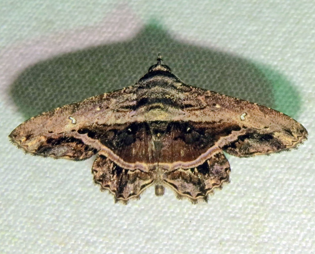 Helia hermelina