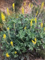 Thermopsis macrophylla