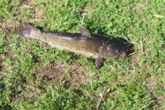Ameiurus nebulosus