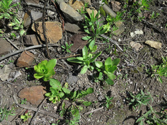 Orostachys malacophylla