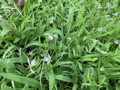 Lobelia chinensis