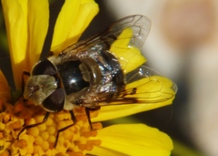 Copestylum apiciferum