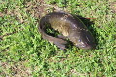 Ameiurus nebulosus