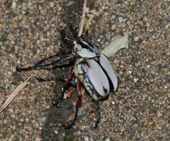 Dicronocephalus adamsi