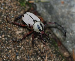 Dicronocephalus adamsi