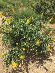 Thermopsis macrophylla