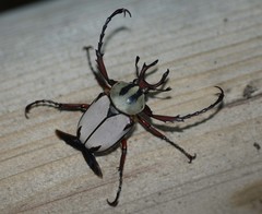 Dicronocephalus adamsi