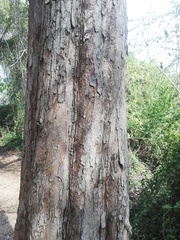 Pterocarpus acapulcensis