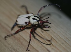 Dicronocephalus adamsi